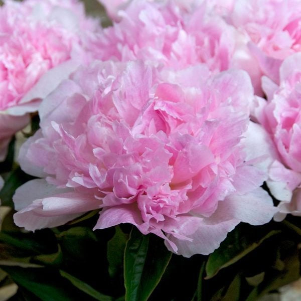 Peony 'Angel Cheeks'